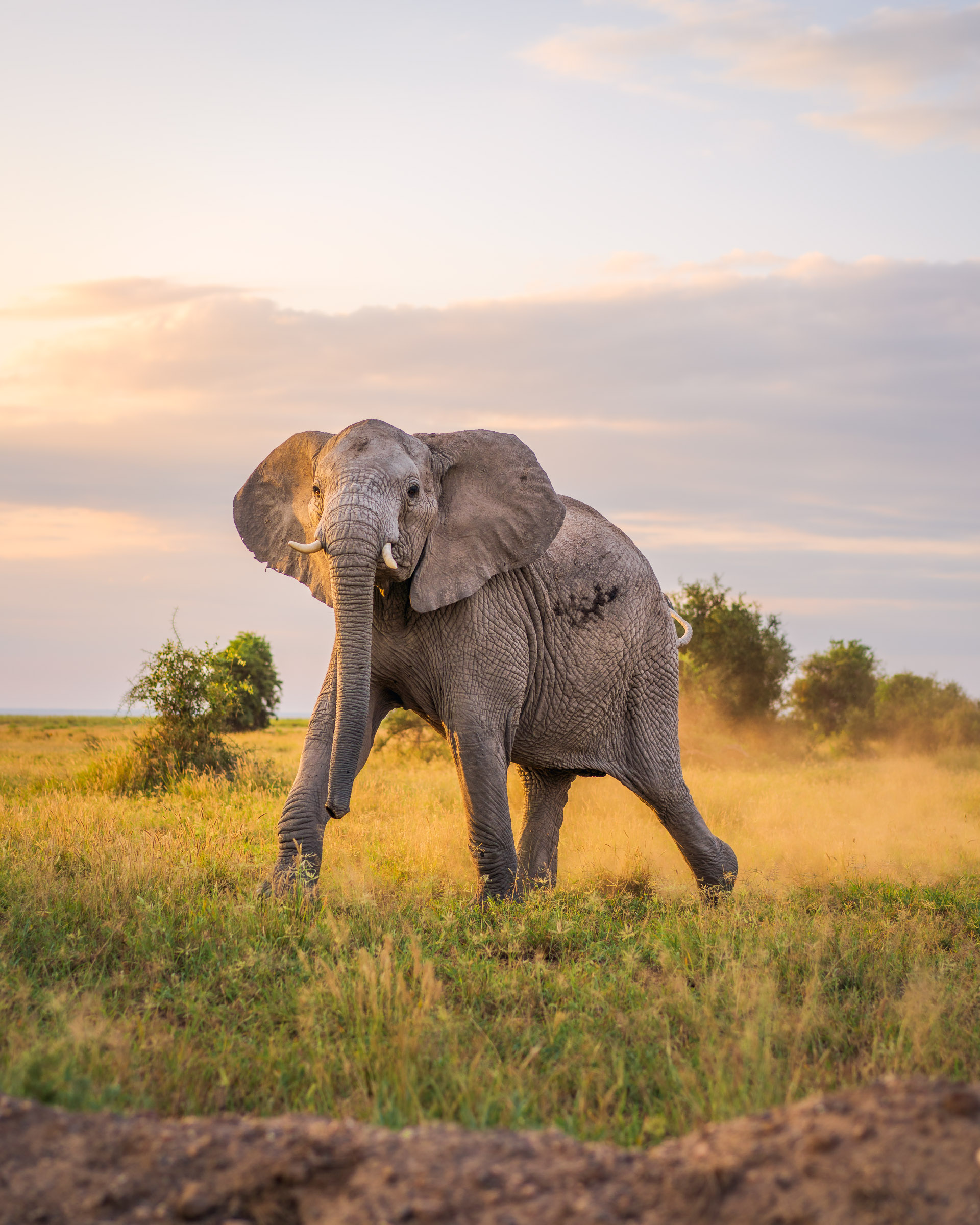 African elephant with ears spread and trunk swinging, dust rising behind her in golden grass at sunset, Amboseli, Kenya.