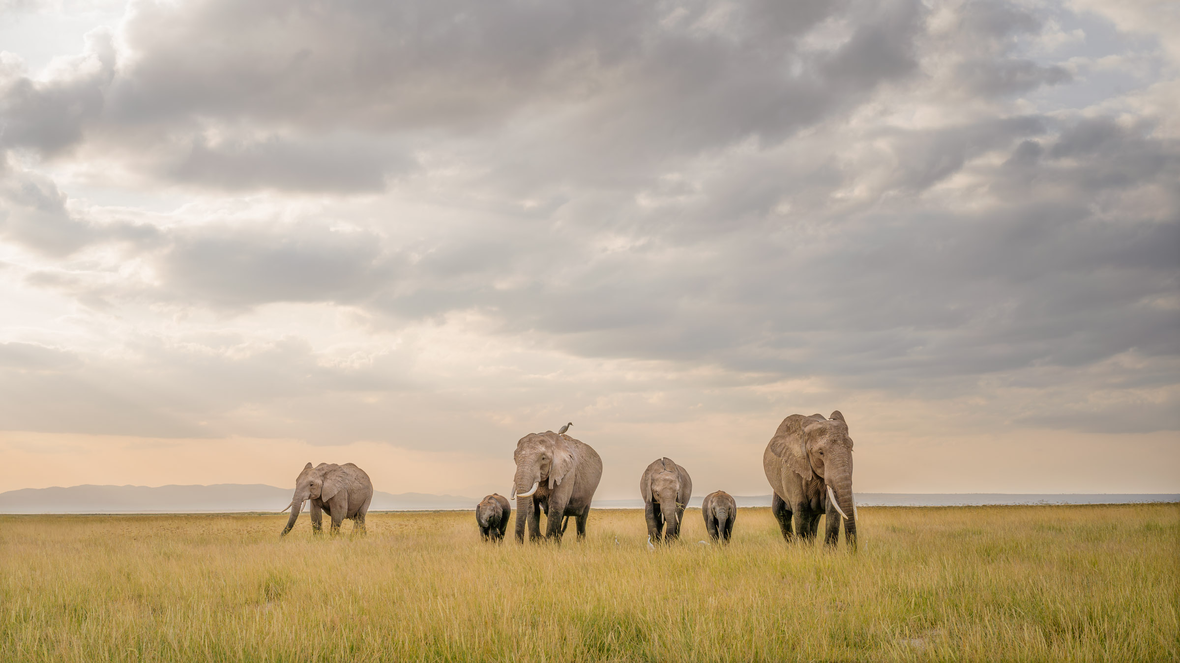 Family of six African elephants walking through tall golden grass under heavy clouds, Amboseli National Park, Kenya.
