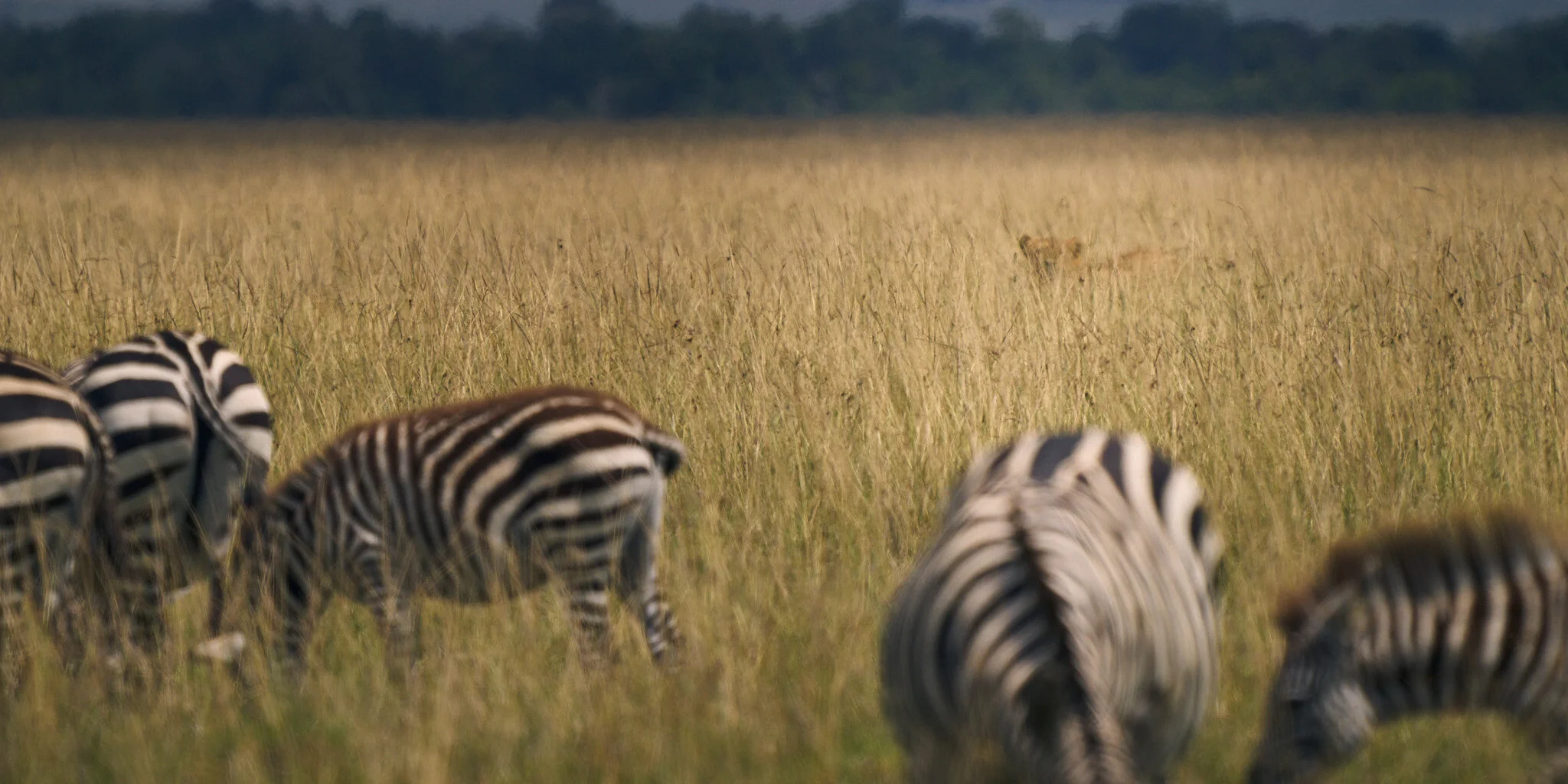 Can you see the lion hunting?